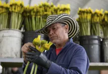 Impacto de los aranceles de Trump en la industria de flores colombiana