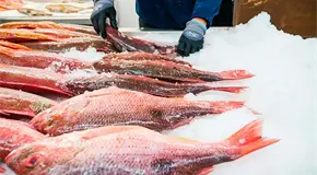 Senadores de EU exigen sanciones por pesca ilegal en M&eacute;xico