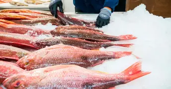 Senadores de EU exigen sanciones por pesca ilegal en M&eacute;xico