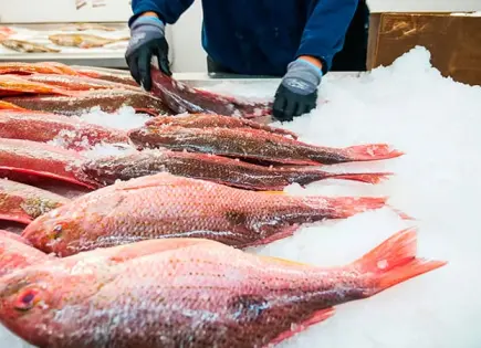 Decomisan más de 4 mil toneladas de pesca ilegal en 18 estados