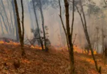 Desalojo de Familias en Tlaxcala por Incendio Forestal