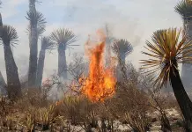 Incendios forestales en SLP se disparan en 2025: van 50