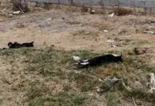 Denuncian muerte de gatos en Hogares Populares Pavón