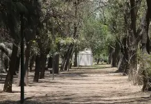 Secos, 6% de árboles en Morales Secos, 6% de árboles en Morales