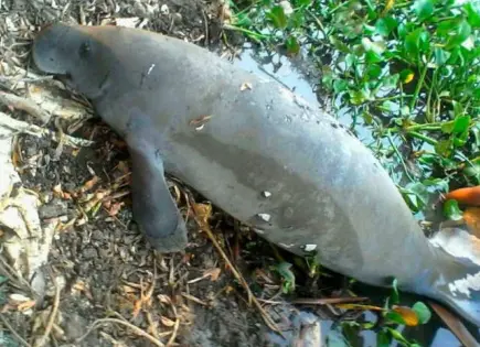 Lanzan campaña Guardianes del Manatí para frenar muertes masivas en Tabasco
