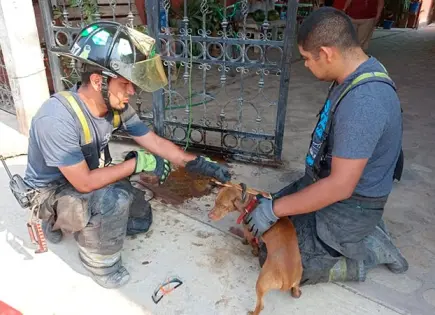 Bomberos rescatan a una mascota