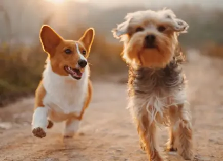 Cuidado y protección de las patas de perro en clima cálido Cuidado y protección de las patas de perro en clima cálido