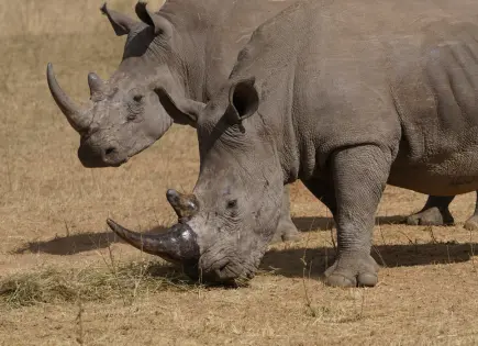 Caza furtiva de rinocerontes en Sudáfrica