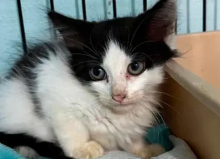 Rescatan un gato de una alcantarilla