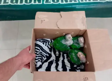 Detienen a hombre que traficaba loros