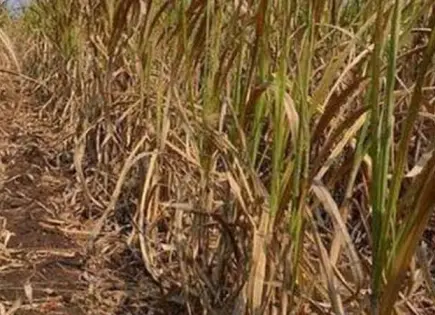 Cañeros, molestos por tandeo de agua