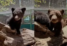 Rescate de Osos Huérfanos en Chihuahua Rescate de Osos Huérfanos en Chihuahua