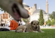Controversia legal en Turquía sobre perros callejeros