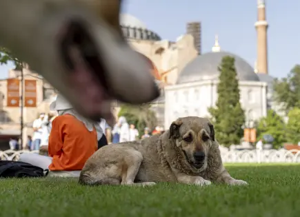 Controversia legal en Turquía sobre perros callejeros