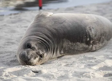 Buscan a persona que apuñaló a foca bebé en playa de Oregon