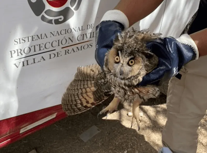 El ejemplar, fue canalizado con un médico veterinario