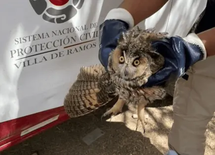 Rescatan en SLP a búho lesionado tras ser confundido con "bruja"
