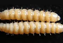 Confirman segundo caso de miasis por gusano barrenador en México Confirman segundo caso de miasis por gusano barrenador en México