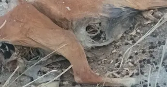 Amarran a vaca hasta la muerte