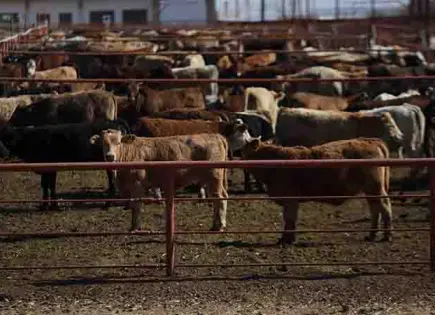 Gasta México 165 mdp vs. gusano barrenador