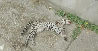 Atropellan a ocelote, andaba en zona urbana