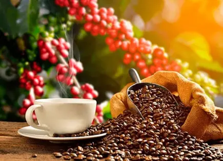 Profeco revela los mejores cafés molidos en México