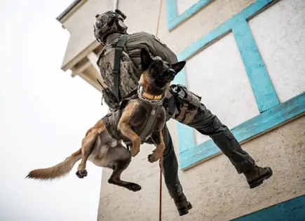 PERRITOS AL RESCATE