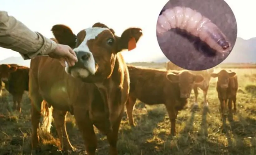 Planta de moscas estériles contra gusano barrenador estará en 2026