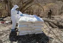 Destruyen narcolaboratorios y sembradíos en Sinaloa