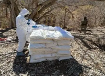 Destruyen narcolaboratorios y sembradíos en Sinaloa