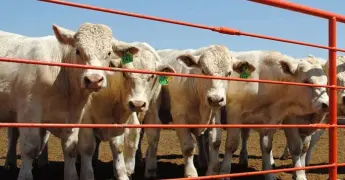 Refuerzo en la lucha contra el gusano barrenador en Chihuahua