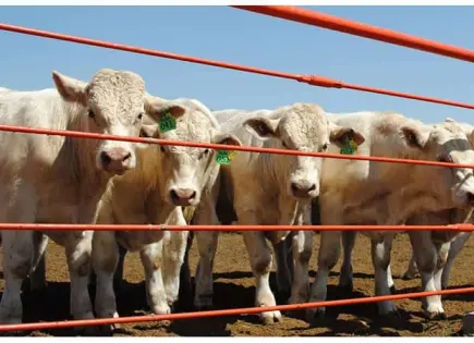 Refuerzo en la lucha contra el gusano barrenador en Chihuahua