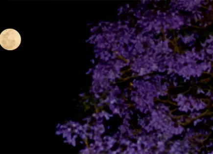 Luna de Flores 2025; ¿a qué hora ver el fenómeno hoy, 12 de mayo?