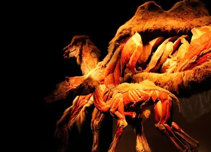 “El cuerpo de la jirafa”