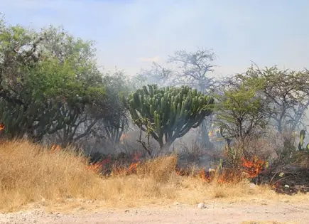 Inspecciona Ecología predios baldíos en SGS