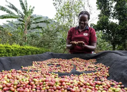 Empoderamiento de mujeres en la producción de café en Uganda