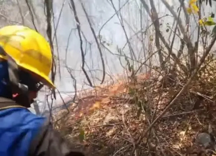 Video | Continúa combate de incendios forestales en Ciudad Valles