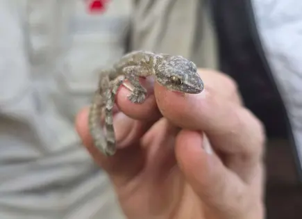 Investigadores redescubren a un gecko de cuerpo plano en Sudáfrica