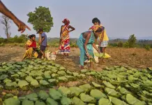 Mujeres Indígenas en India: Protegiendo Recursos Naturales