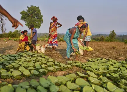 Mujeres Indígenas en India: Protegiendo Recursos Naturales