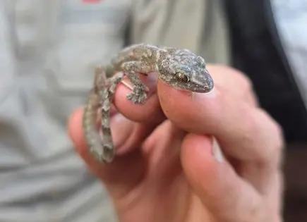 Localizan a un gecko no visto en 34 años