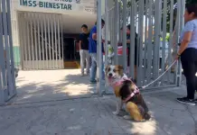 Continúa campaña de vacunación antirrábica en Soledad