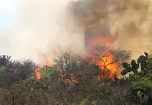 SLP bajo fuego: 80 incendios y contando SLP bajo fuego: 80 incendios y contando