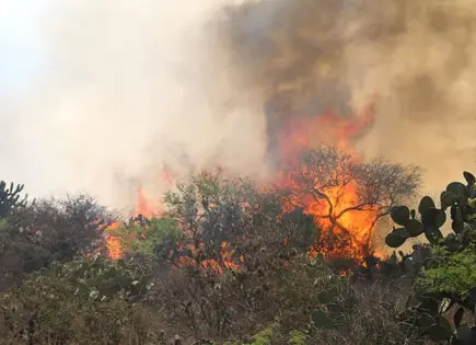 Suman 111 incendios forestales en SLP durante 2025