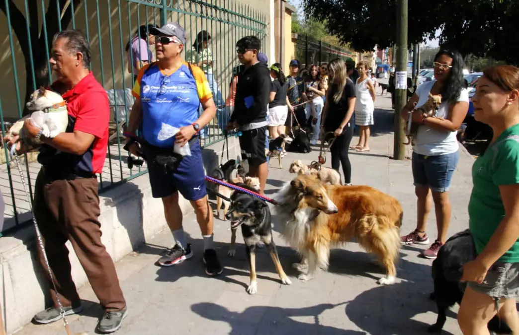 Larga fila para vacunación antirrábica afuera de la Jurisdicción Sanitaria No. 1
