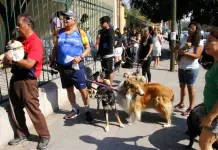 Foto del día | Vacunas antirrábicas en acción