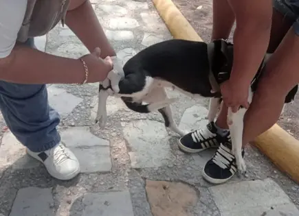 Meta de vacunar 16 mil mascotas durante sábado