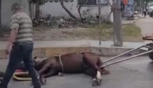 Hombres patean a caballo que se desvanece en Tampico