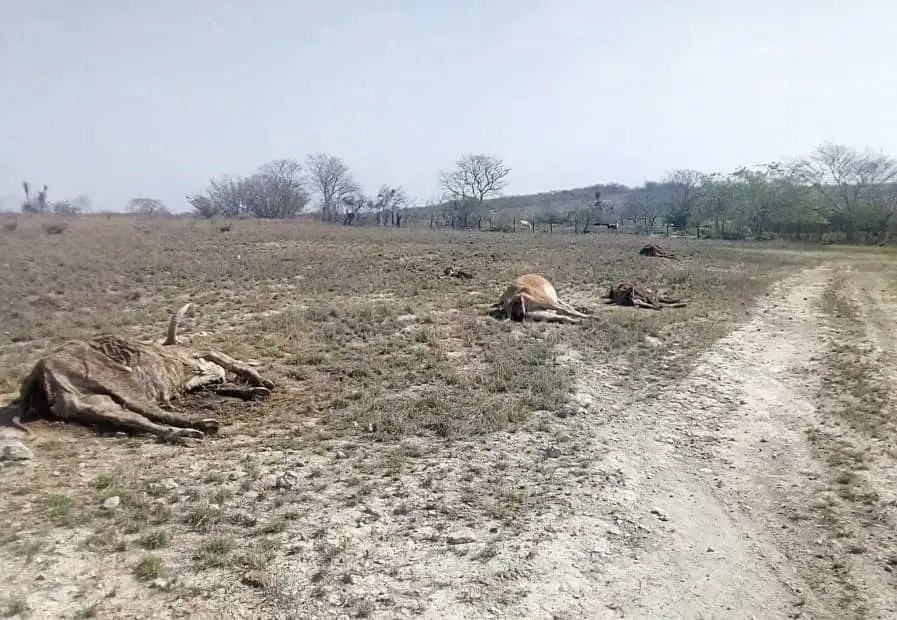 Foto: Huasteca Hoy