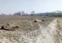 Reportan muerte de ganado en la Huasteca por sequía